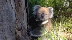 Seekor bayi koala sempat terpisah dari induknya, beruntung seorang warga menemukannya dan membawanya bertemu lagi dengan sang induk.