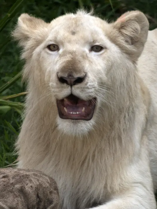 Singa putih jantan, Kimba (12 bulan) dipamerkan di Kebun Binatang Parque de las Leyendas di Lima, Peru, Selasa (4/1/2022). Sepasang singa putih lahir di penangkaran Kebun Binatang Leon de Mexico, tiba sebagai bagian dari program pertukaran untuk tujuan ilmiah dan konservasi. (Cris BOURONCLE/AFP)
