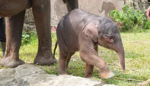 Yuna, Anak Gajah di Aceh Mati dalam Hitungan Jam