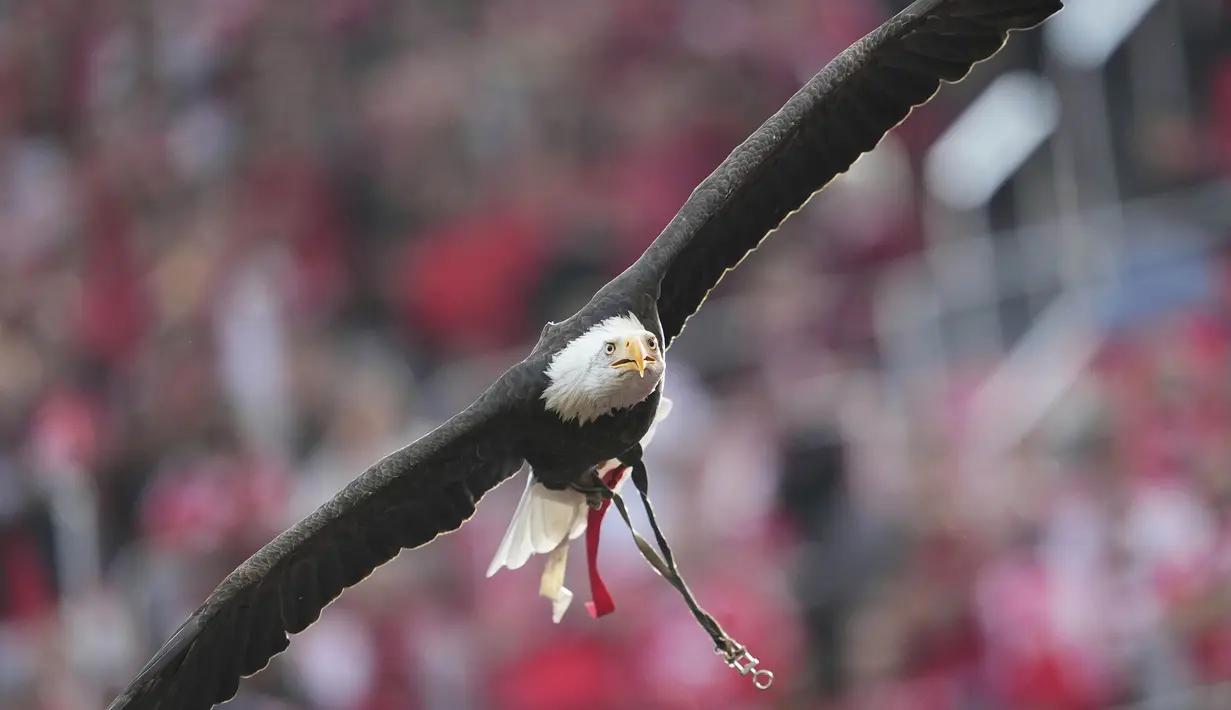 Elang maskot Benfica, Vitoria beraksi sebelum laga lanjutan Liga Portugal 2024/2025 melawan Sporting di Stadion da Luz, Lisbon, Portugal, Sabtu (10/05/2025) waktu setempat. (AP Photo/Armando Franca)