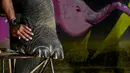 Mahout memotong kuku gajah Sumatera betina pada Hari Gajah Sedunia di Conservation Response Unit, Sampoiniet, Kabupaten Aceh Jaya, Provinsi Aceh, Rabu (12/8/2020). Hari Gajah Sedunia diperingati setiap tanggal 12 Agustus. (CHAIDEER MAHYUDDIN/AFP)