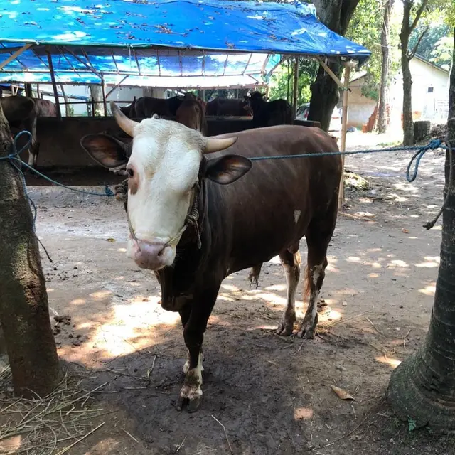 7 Seleb Tanah Air Berkurban Iduladha Tahun Ini, Ada Kambing hingga Sapi Limosin