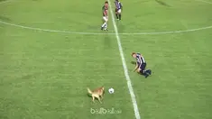 Seekor anjing masuk ke dalam lapangan dan menekel seorang pemain. This video is presented by Ballball