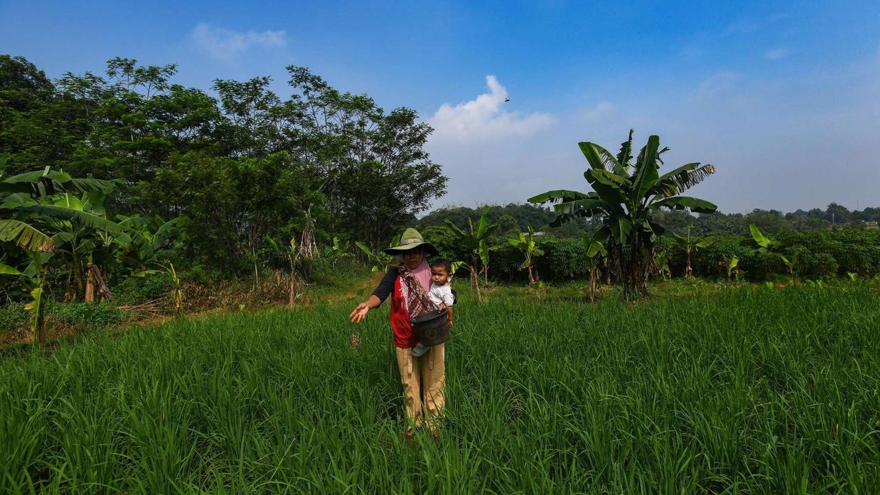 Distribusi Pupuk Subsidi ke Petani Mulai Lancar