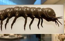 Ilmuwan Temukan Fosil Larva Cacing Berusia 520 Juta Tahun, Otak dan Ususnya Masih Lengkap