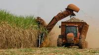 Ilustrasi produksi gula. (Source: AP)