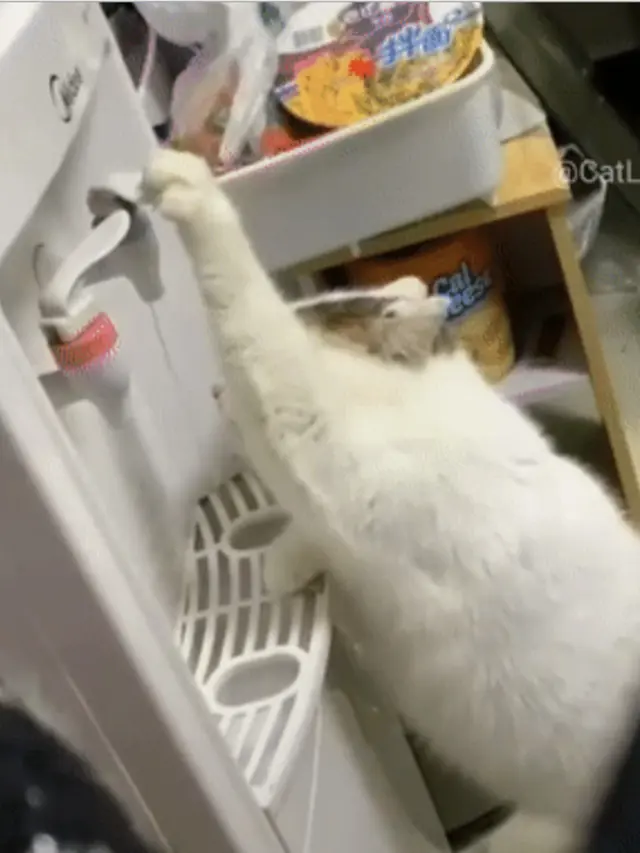 7 Kelakuan Kocak Kucing Pura-Pura Jadi Manusia
