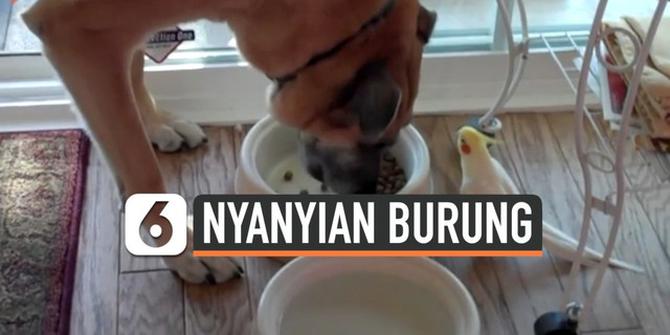 VIDEO: Lucu, Burung Bernyanyi Temani Anjing Makan