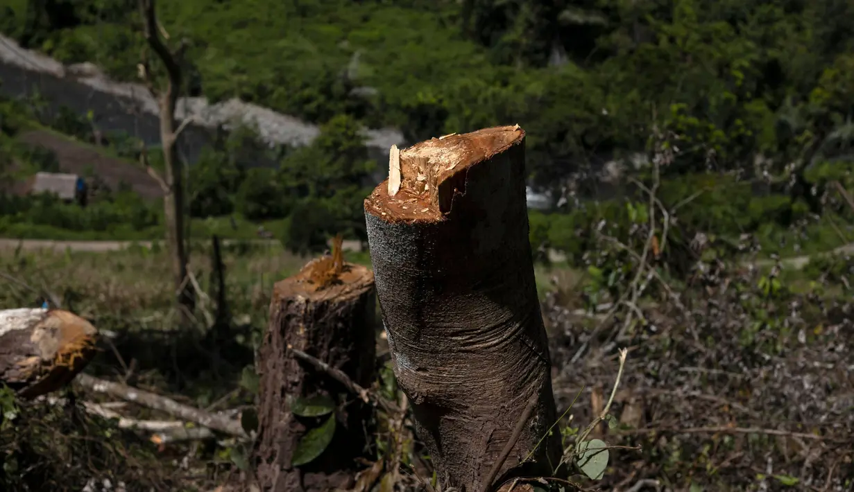 Tunggul pohon terlihat di sebidang tanah yang telah dibuka untuk perkebunan jagung di Mandar, Sulawesi Selatan, Indonesia, Minggu, 21 April 2024. (AP Photo/Yusuf Wahil)