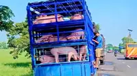 Truk bermuatan babi dimandikan dengan air irigasi (tangkapan layar)