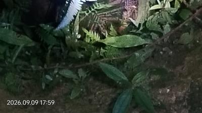 Anak Harimau Masuk Sumur Warga di Musi Rawas Utara