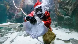 Aksi Chief fishkeeper, Timo Kaminski menyelam mengenakan kostum sinterklas untuk memberi makan ikan di akuarium Multimar Wattforum di Toenning, utara Jerman, Selasa (4/12). Aksi tersebut untuk memeriahkan perayaan Natal. (MARKUS SCHOLZ / DPA / AFP)