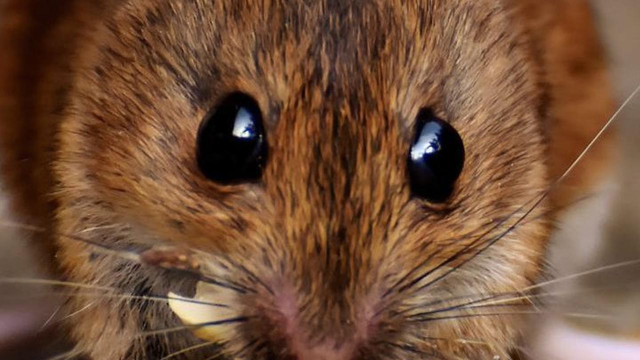 Tikus dan Manusia Ternyata Punya Kesamaan Perilaku, Ini Faktanya