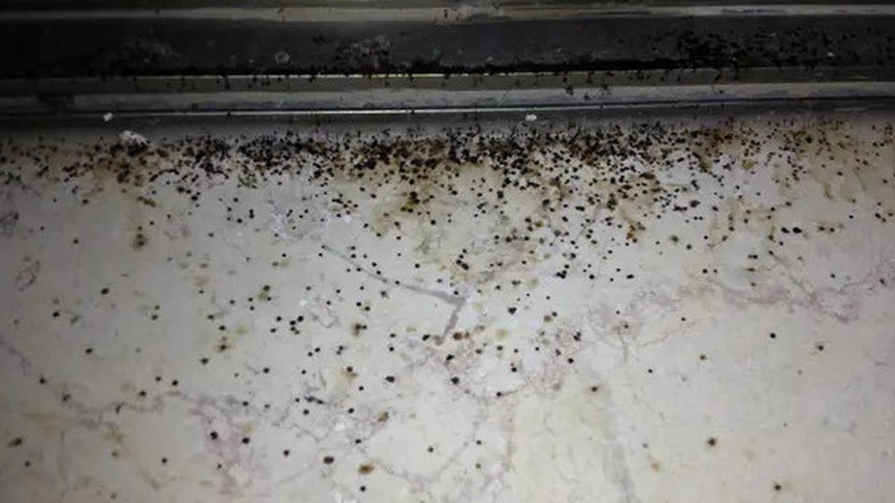 Cara Membersihkan Dinding Berlumut Tanpa Dicat Ulang, Bahannya Mudah Ditemukan di Rumah