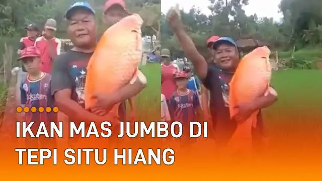 VIDEO: Viral Warga Temukan Ikan Mas Jumbo di Tepi Situ Hiang