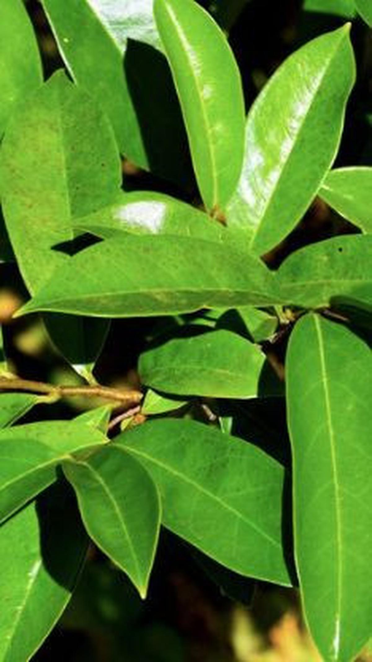 Manfaat Daun Sirsak Lainnya<br>