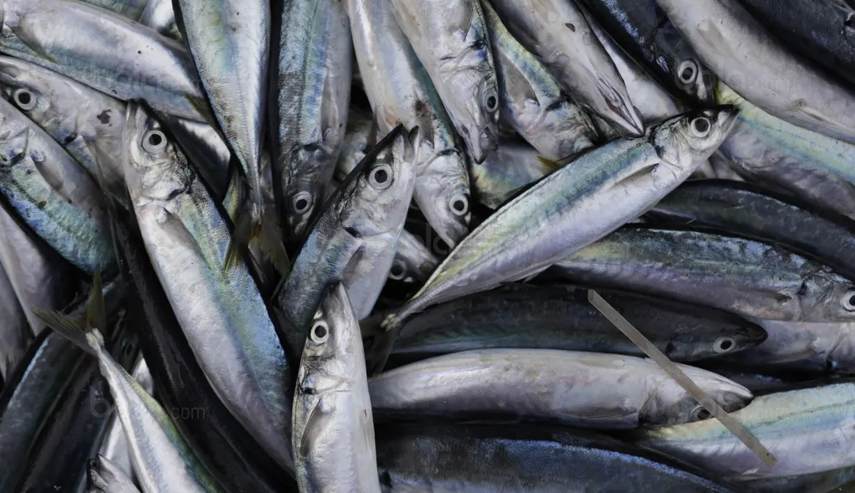 Bekerja sebagai nelayan merupakan mata pencaharian dari mayoritas warga Desa Tulehu. Ikan Cakalang dan Tatihu menjadi komoditi khas dari para nelayan di Tulehu. (Bola.com/Vitalis Yogi Trisna)