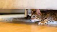 Takut Suara Mesin Kendaraan, Begini Cara Jitu Tenangkan Kucing Kesayangan