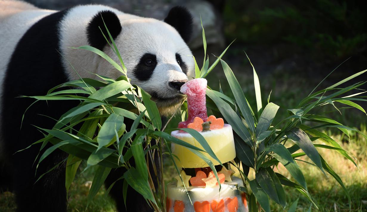 Panda Yuan Meng mencium kue ulang tahunnya di Kebun Binatang Beauval di Saint-Aignan-sur-Cher, Prancis (4/8). Yuan Meng yang lahir di Prancis saat ini telah berumur satu tahun. (AFP Photo/Guillaume Souvant)
