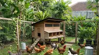 Cara Membuat Area Umbaran Ayam di Lahan Sempit agar Sehat dan Produktif