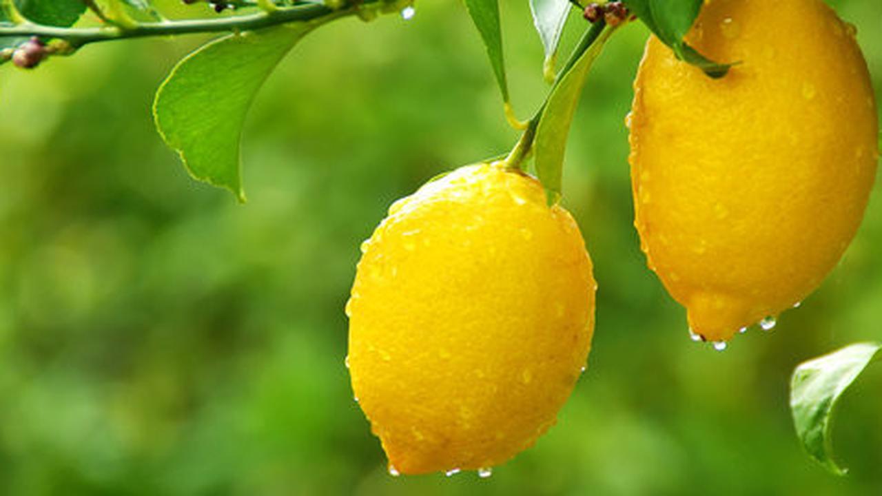 Yuk hilangkan ketombe dengan 4 ramuan lemon!