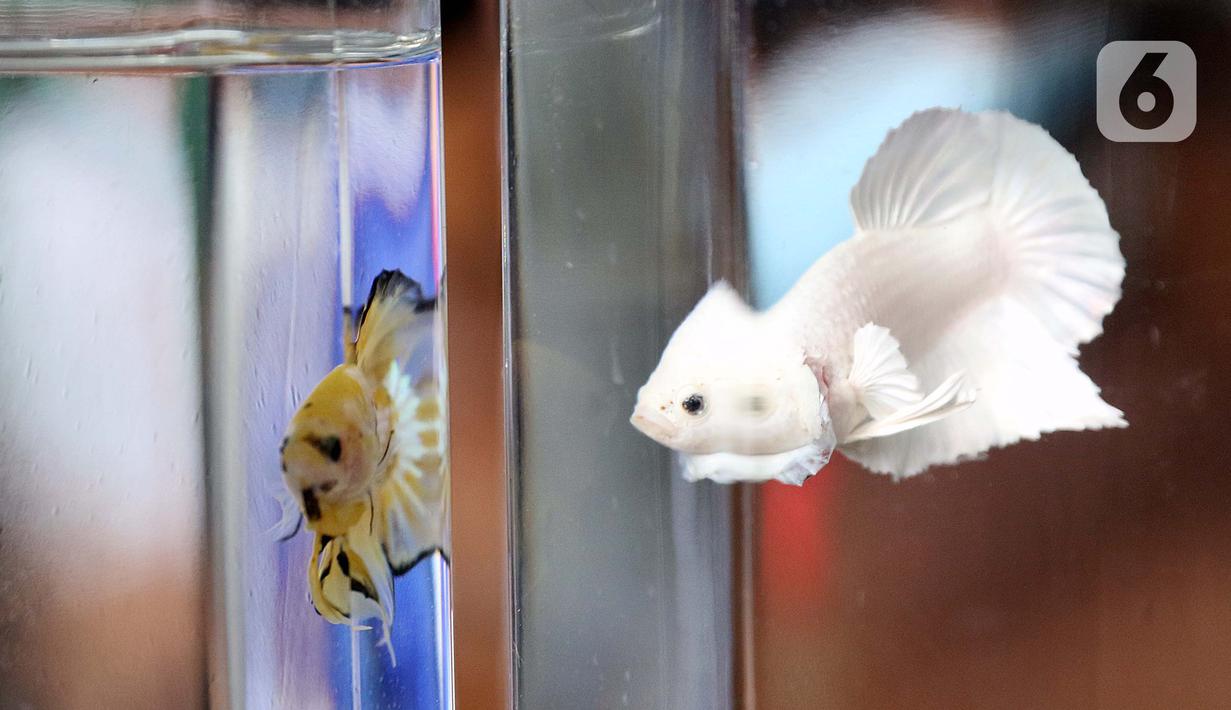 61+ Gambar Ikan Cupang Robot Gratis Terbaik