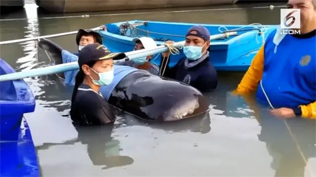 Seekor paus tergeletak mati di Provinsi Songkhla, Thailand karena menelan 80 kg plastik.