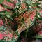Aglaonema (sumber: Unsplash)