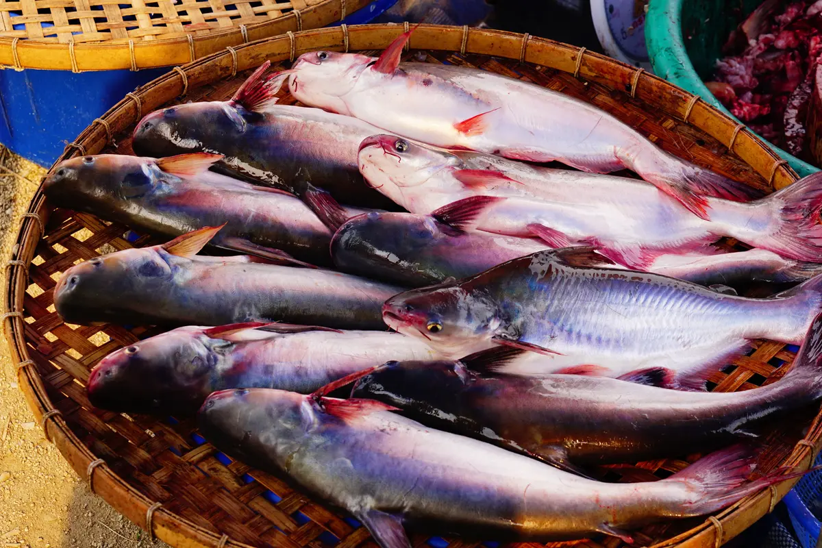 ikan lele