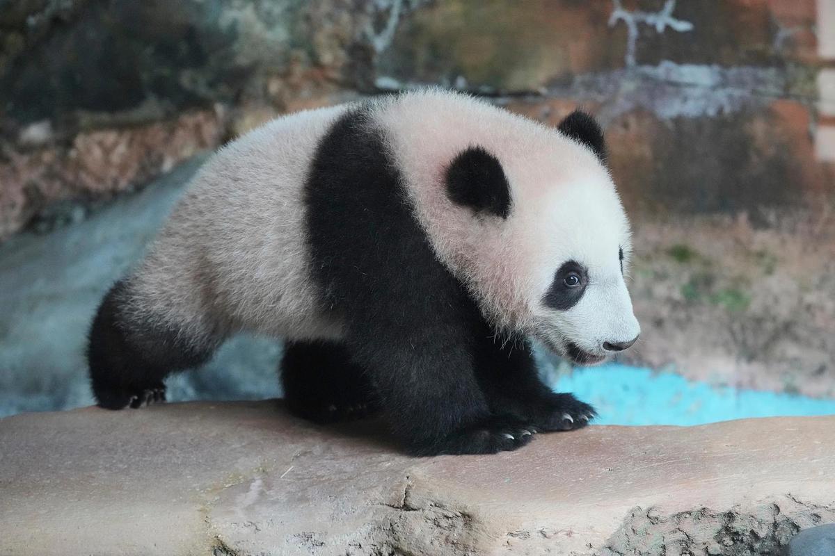 FOTO: Tingkah Lucu Rio Panda Raksasa Kelahiran Indonesia Curi Perhatian Pengunjung