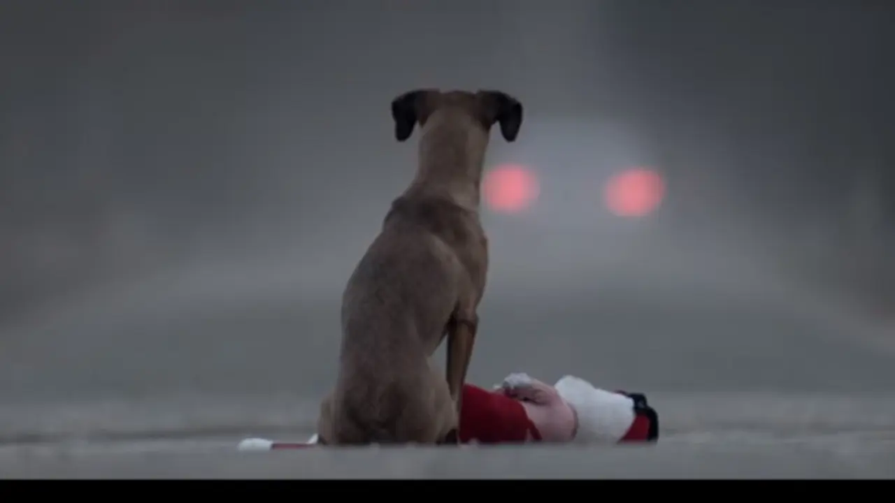Anjing Peliharaan
