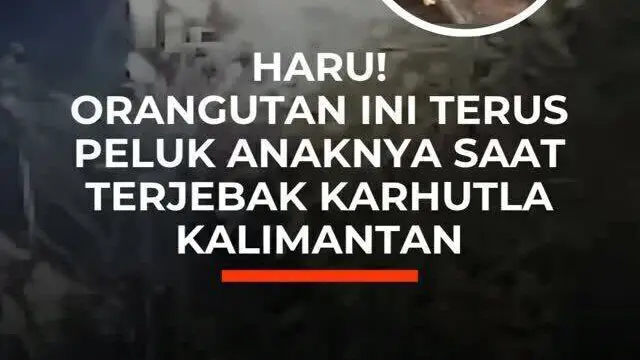 Haru! Orangutan Terus Dipeluk Anaknya saat Terjebak Karhutla Kalimantan