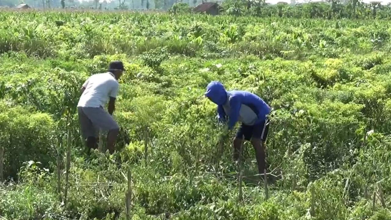Pendapatan Petani Milenial Dijanjikan Pemerintah Capai Rp10 Juta per Bulan