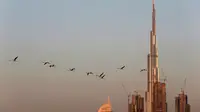 Burung flamingo terbang bermigrasi melewati gedung tertinggi di dunia, Burj Khalifa di Dubai, Uni Emirat Arab (28/1). Meski terdiri dari gedung-gedung mewah, pemerintah Dubai tetap menjaga habitat burung flamingo. (AP Photo / Kamran Jebreili)