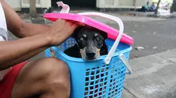 Seekor anjing berada di keranjang setelah diselamatkan di gorong-gorong kali Gresik, Menteng, Jakarta Pusat, Rabu (23/5). Anjing yang terjebak selama 3 hari ini dibawa ke tempat penampungan. (Liputan6.com/Arya Manggala)