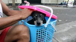 Seekor anjing berada di keranjang setelah diselamatkan di gorong-gorong kali Gresik, Menteng, Jakarta Pusat, Rabu (23/5). Anjing yang terjebak selama 3 hari ini dibawa ke tempat penampungan. (Liputan6.com/Arya Manggala)