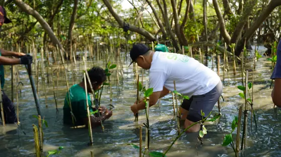 Penanaman 300 Pohon Mangrove di Kawasan Ekowisata Wonorejo