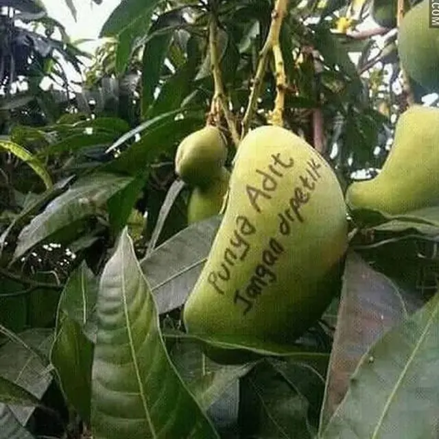 6 Potret Cara Nyeleneh Amankan Buah di Pohon Ini Bikin Ngakak