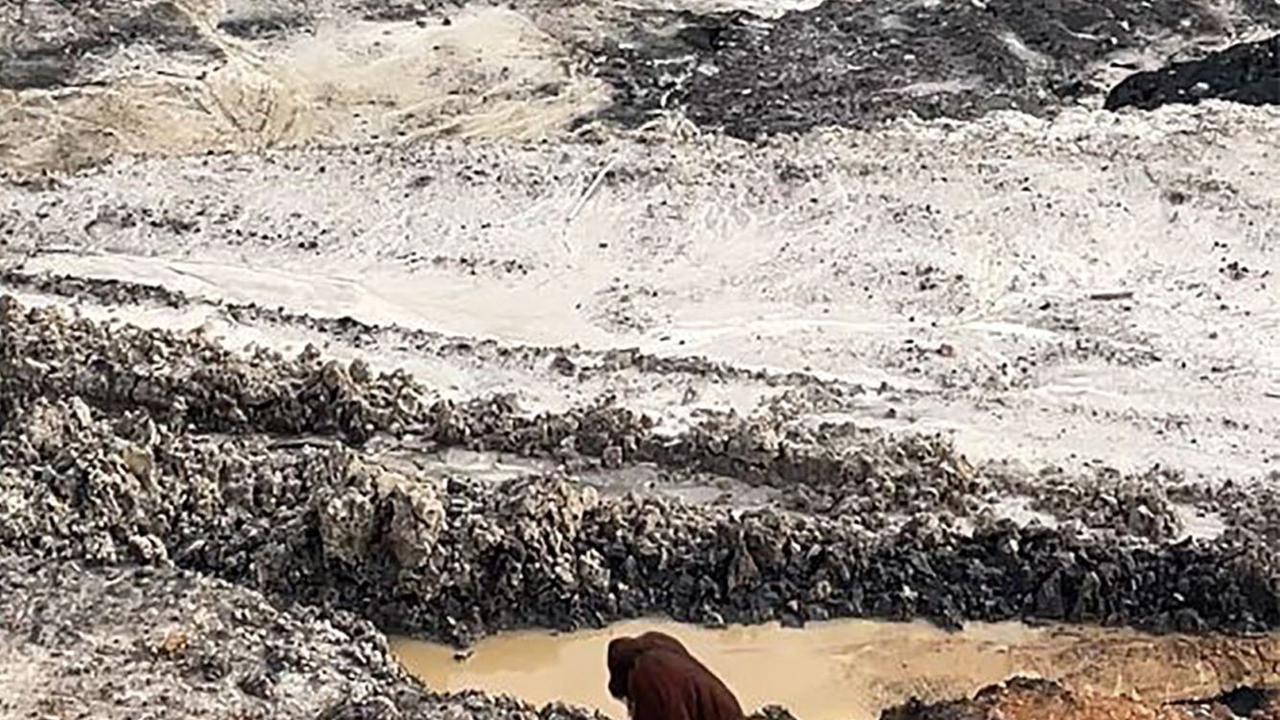 Orangutan ini kebingungan di tengah tambang batu bara Kalimantan