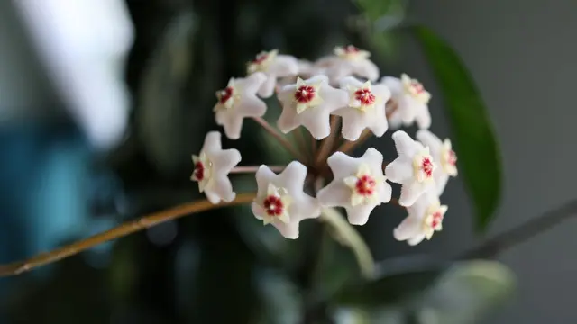 Hoya
