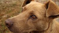 Ilustrasi anjing yang menangis (pixabay)