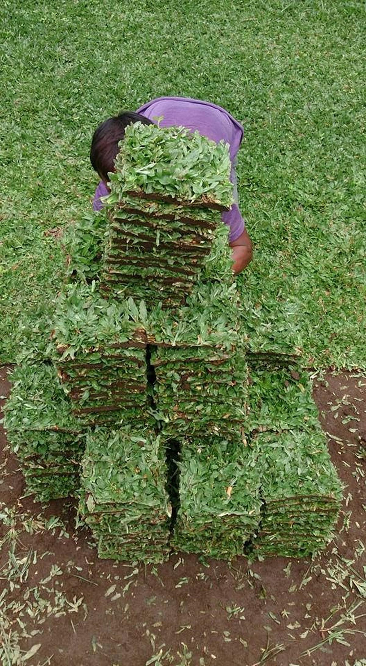 Menanam Rumput Gajah Mini
