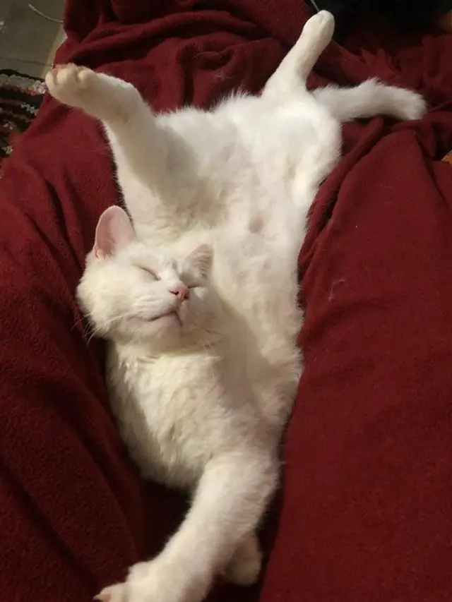 tingkah kucing