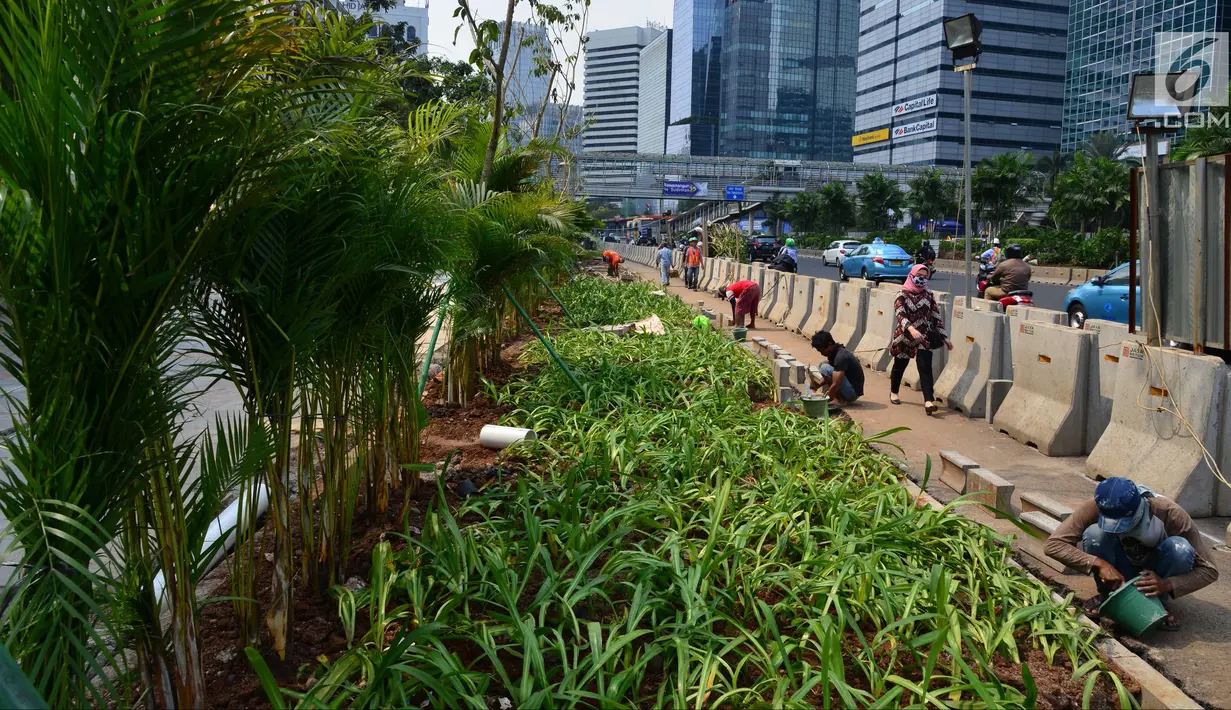 Pekerja menanam pohon di jalur pedestrian Jalan Sudirman, Jakarta, Jumat (6/7). Penanaman pohon dilakukan untuk mempercantik Jakarta jelang Asian Games 2018. (Liputan6.com/Arya Manggala)