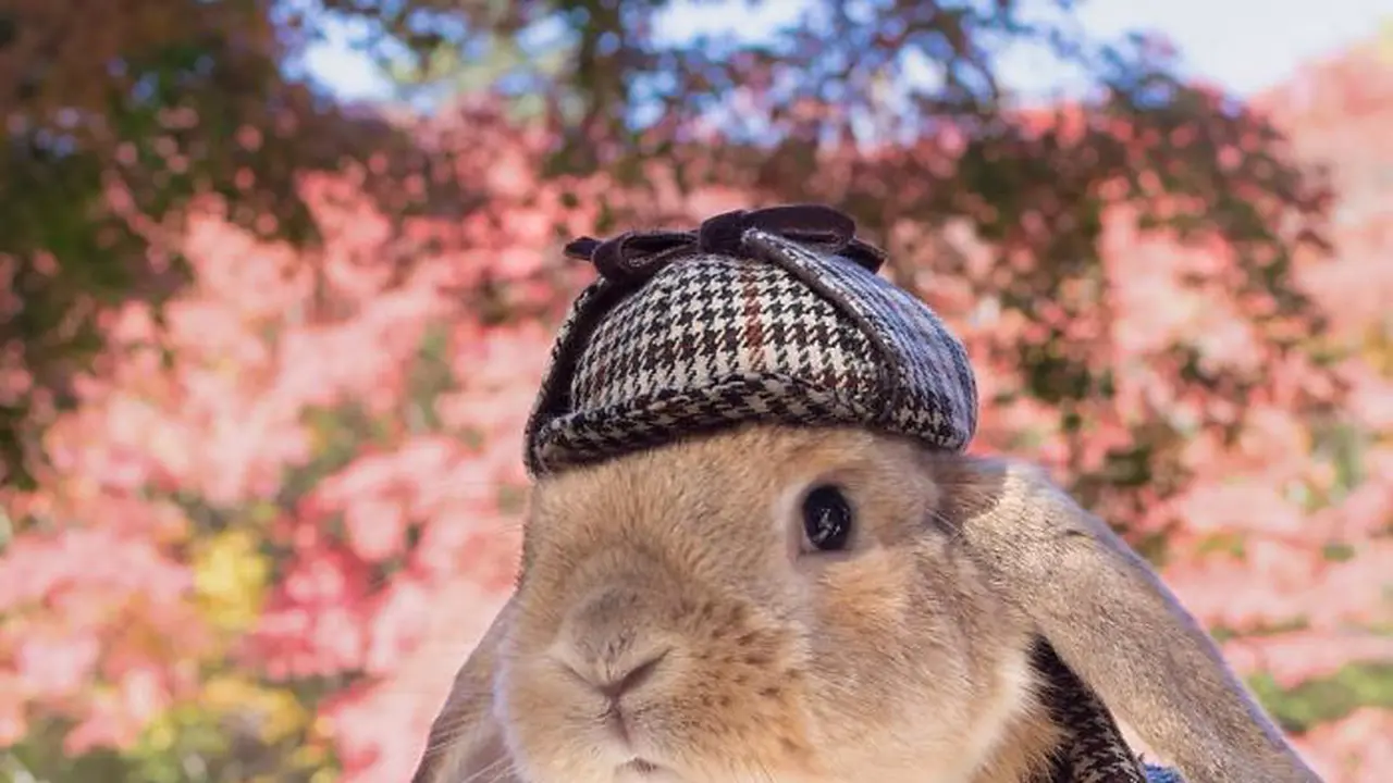 Kelinci Stylish