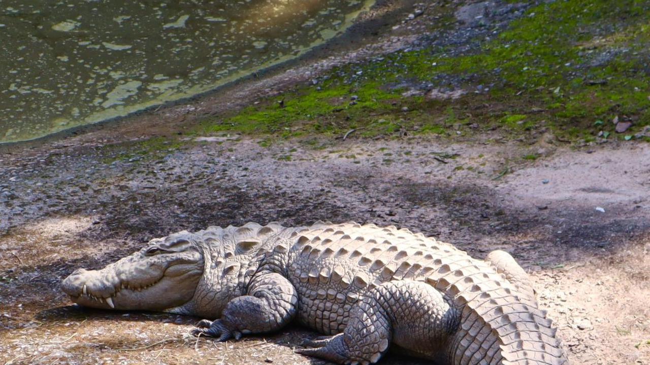 Kenapa Florida sangat Disukai Buaya dan Aligator?
