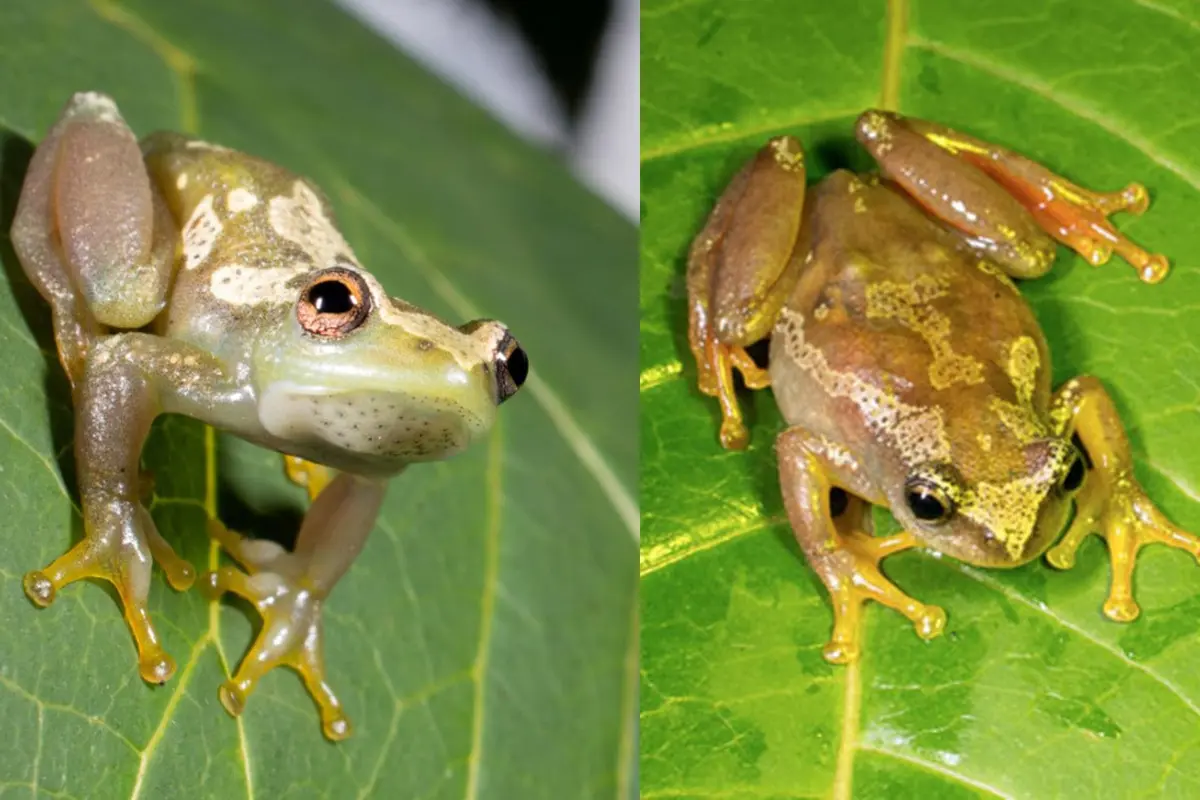 Katak Bisu