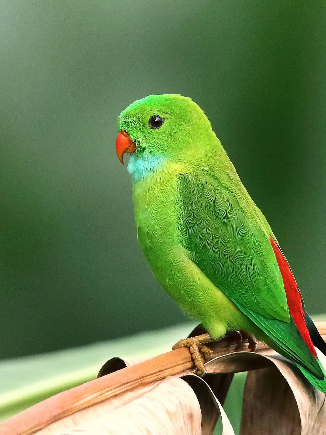 5 Arti Mimpi Burung Terbang: Pertanda Kebebasan atau Kesedihan?