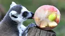 Seekor lemur memakan buah-buahan beku untuk mendinginkan diri saat suhu mencapai 37 derajat Celcius di kebun binatang Bioparco di Roma, Italia pada 16 Agustus 2021. (Andreas SOLARO / AFP)