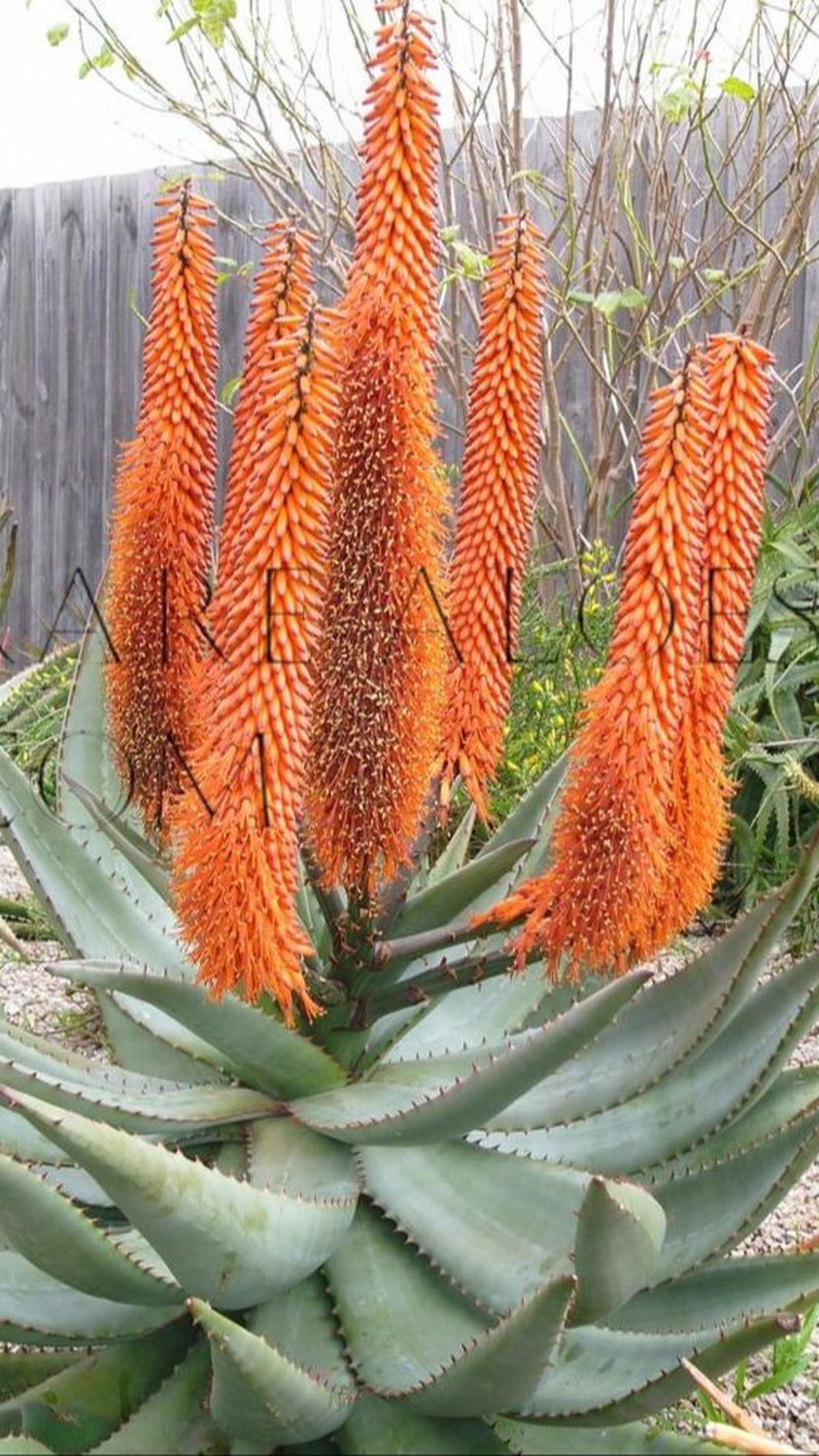 Aloe Ferox